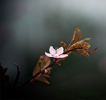 网站攻击软件工具